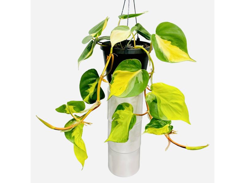 product image for Philodendron Brazil Basket