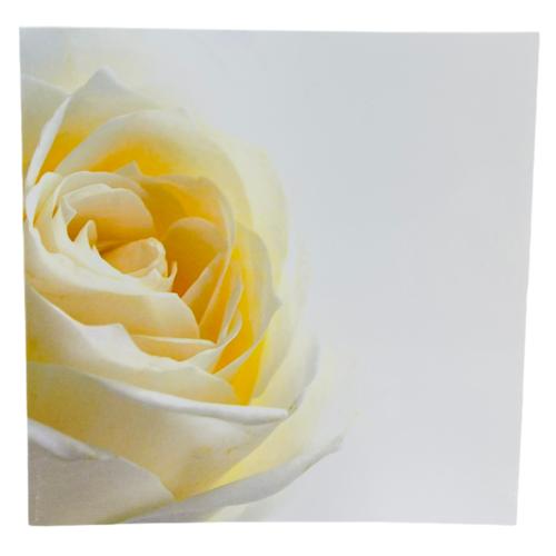 image of Card Cream White Rose 