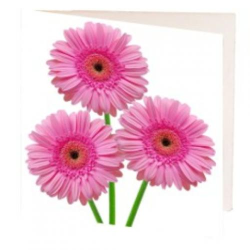 image of Card Pink Gerbera