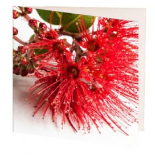 image of Card Pohutukawa Flower 