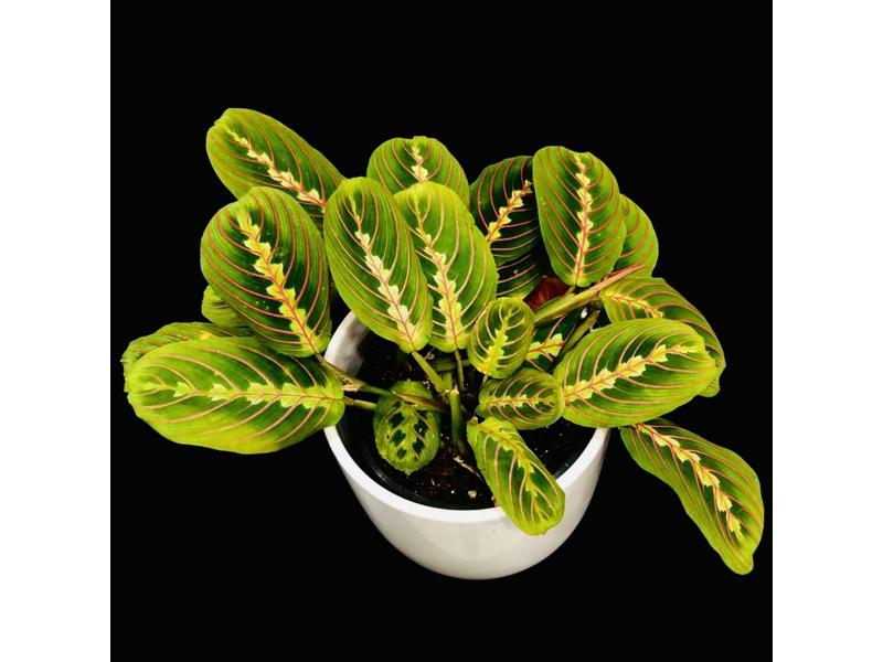 product image for Maranta Red Vein