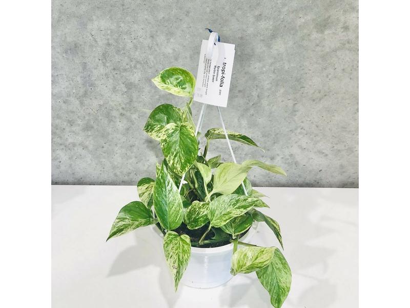 product image for Marble Queen