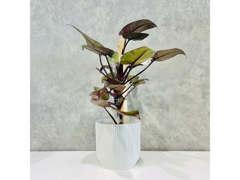 product image for Philodendron Royal Queen