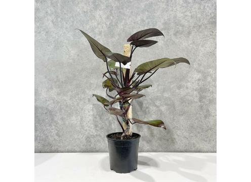gallery image of Philodendron Royal Queen