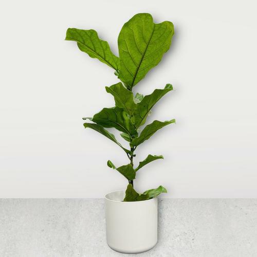 image of Ficus Lyrata 3.5lt