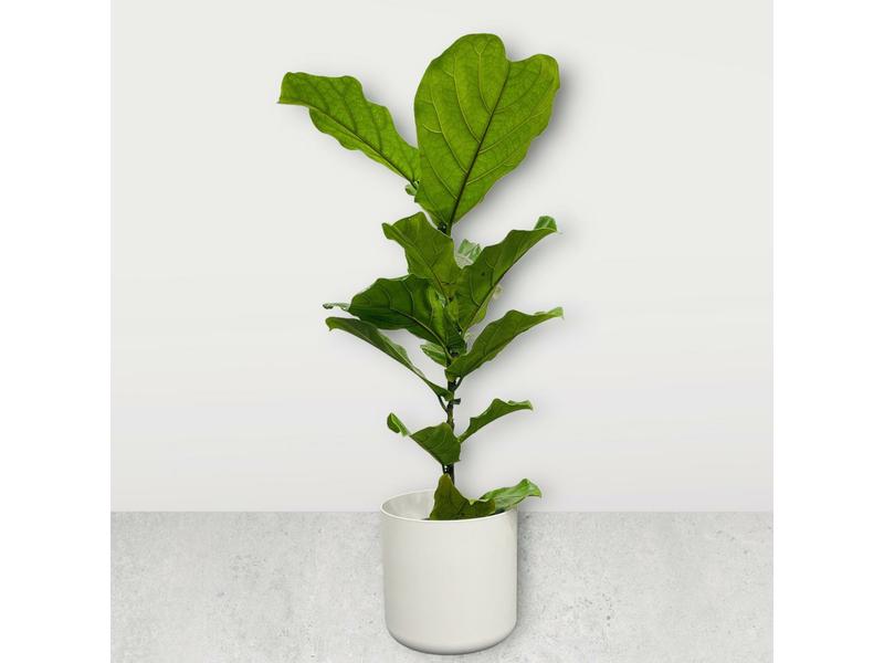product image for Ficus Lyrata 3.5lt