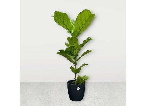 gallery image of Ficus Lyrata 3.5lt