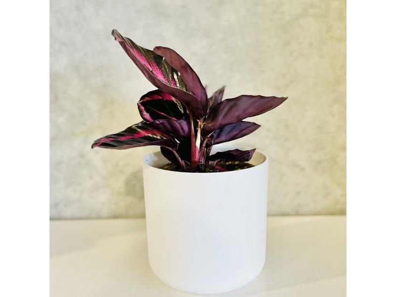 product image for Calathea Red Mojo