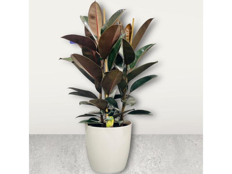 product image for Ficus Black Knight triple 25cm
