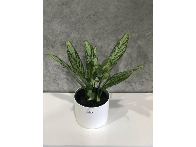 product image for Aglaonema Silver Queen 2.5L