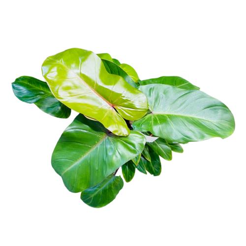 image of Philodendron Andersons Red