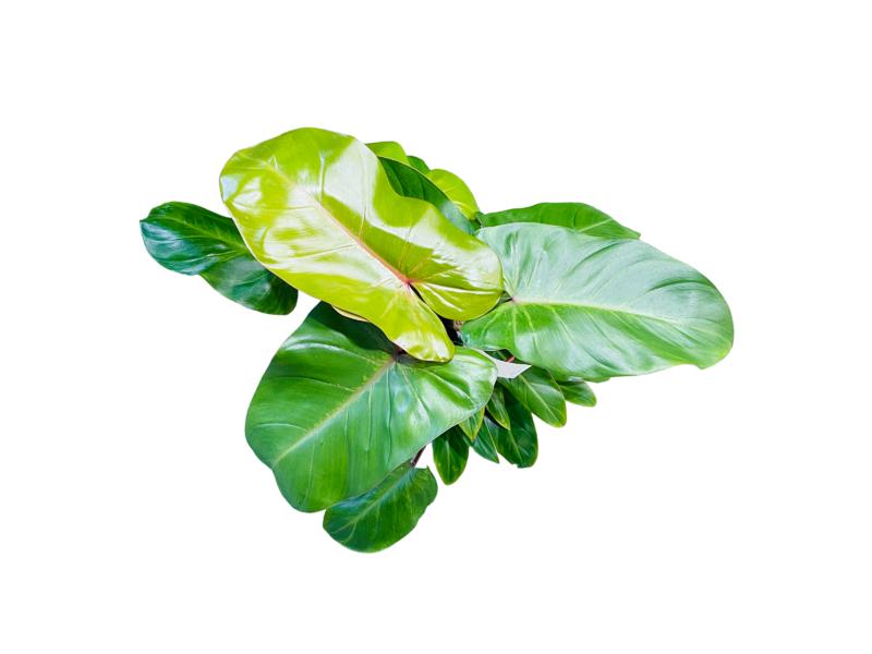 product image for Philodendron Andersons Red