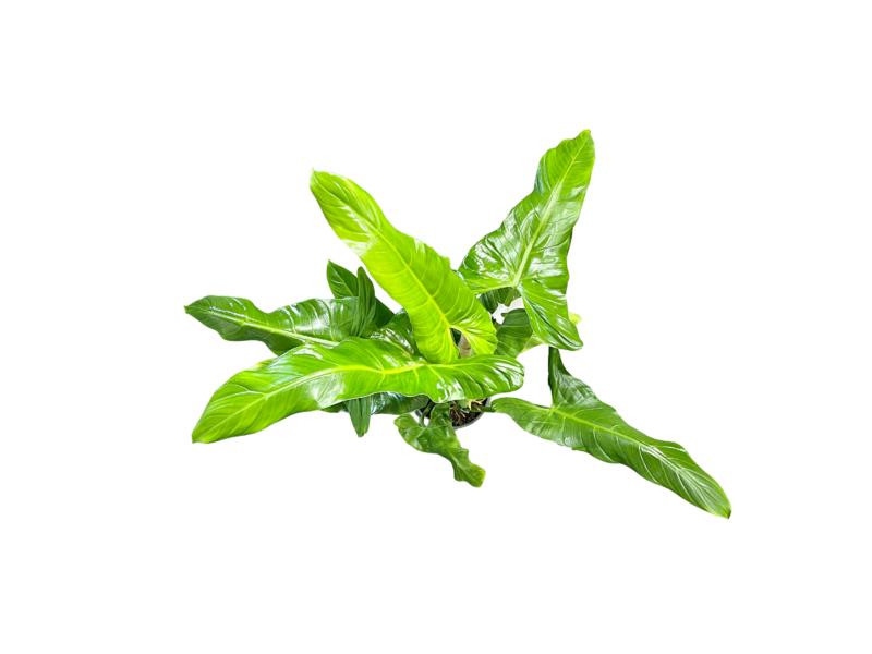 product image for Philodendron Amazon Arrow