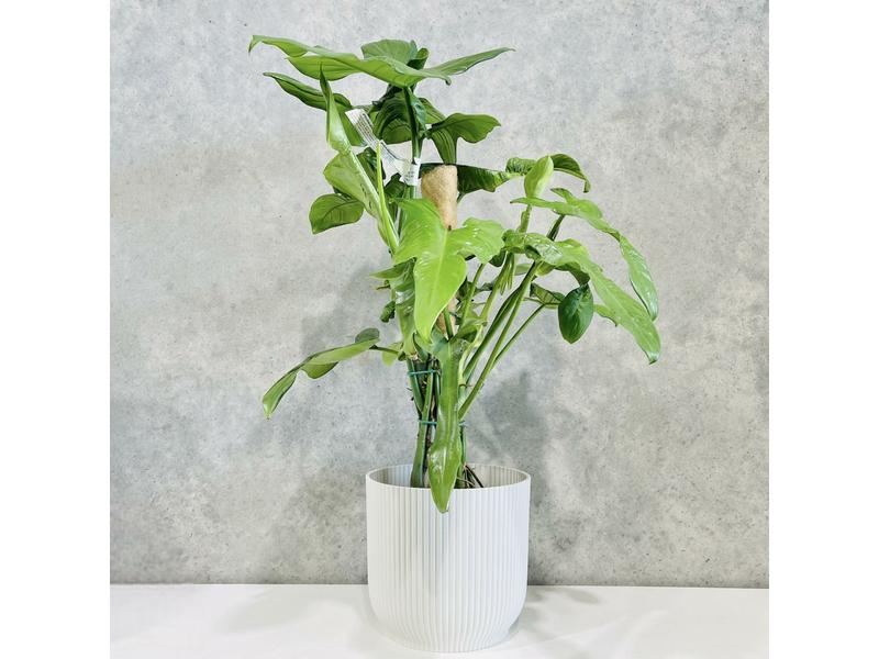product image for Philodendron Panduriforme