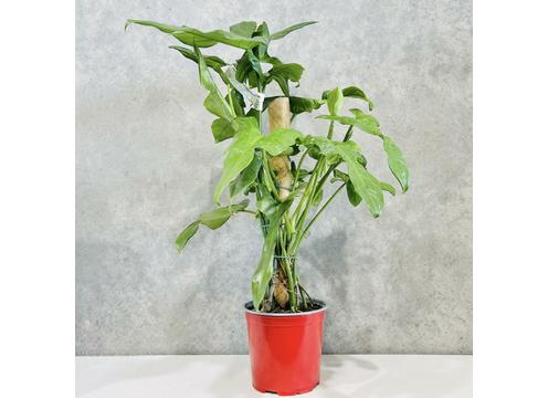 gallery image of Philodendron Panduriforme