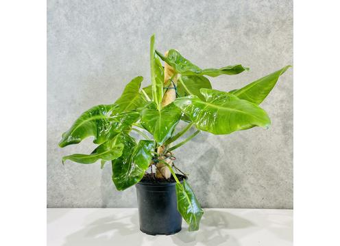 gallery image of Philodendron Imbe