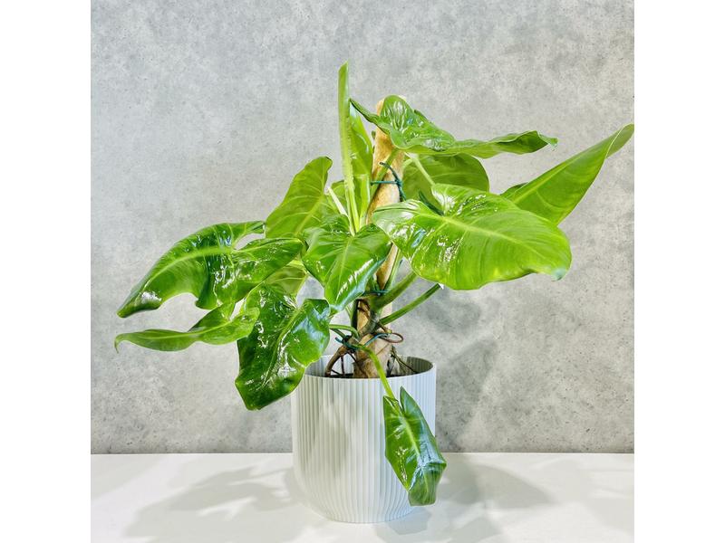 product image for Philodendron Imbe