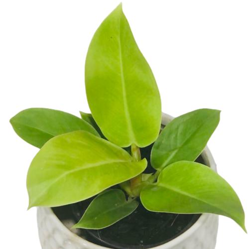 image of Philodendron Imperial Gold