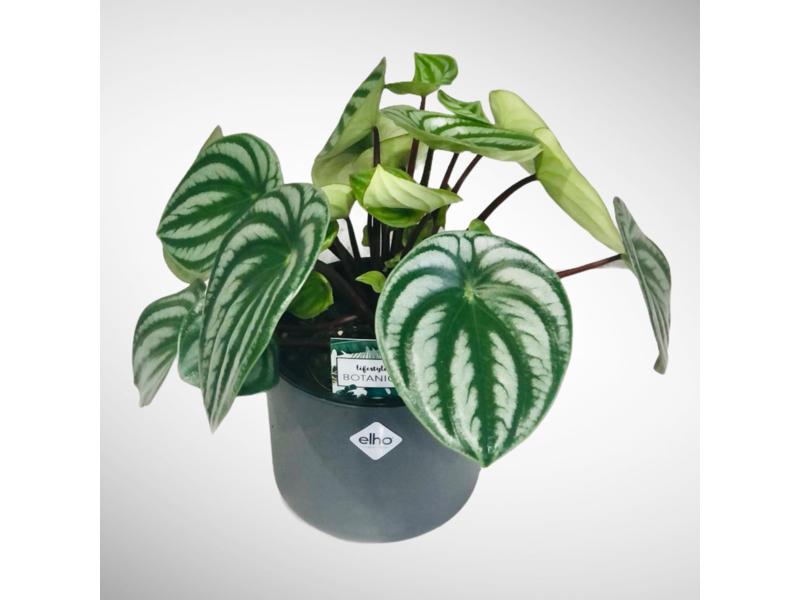 product image for Peperomia Watermelon