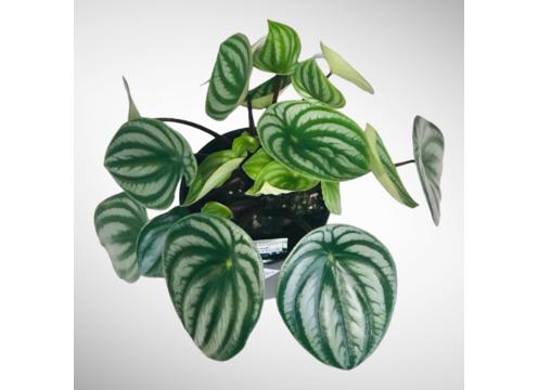 gallery image of Peperomia Watermelon