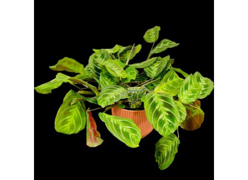 gallery image of Maranta Leuconeura massangeana 12cm