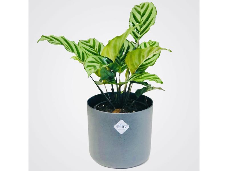 product image for Calathea Freddy 12cm
