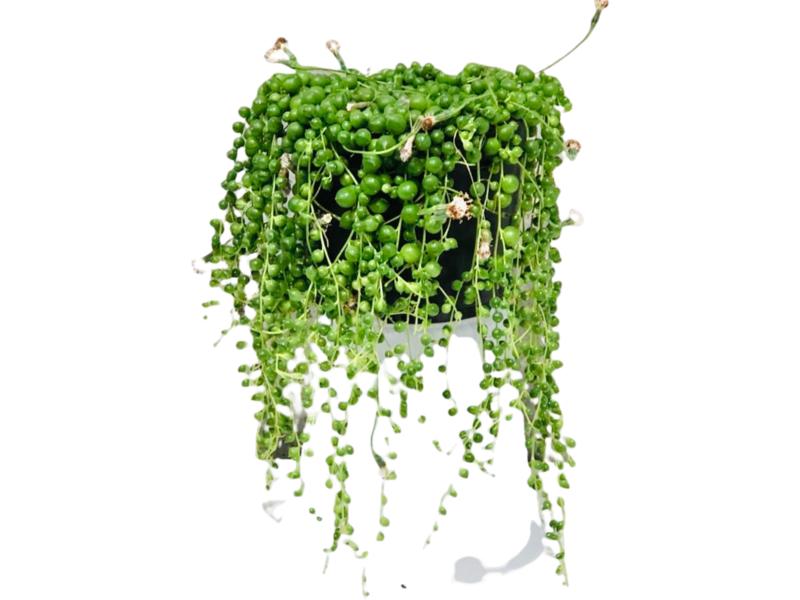 product image for Senecio String of Pearls 