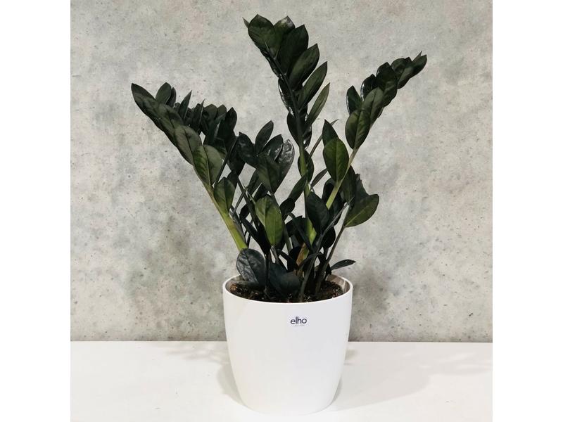 product image for Zamioculcas Black Knight 