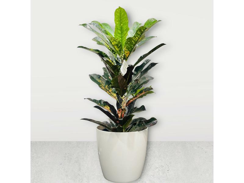 product image for Croton Wilema 25cm