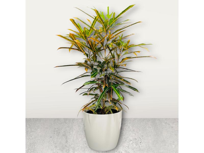 product image for Croton Arrowhead 25cm