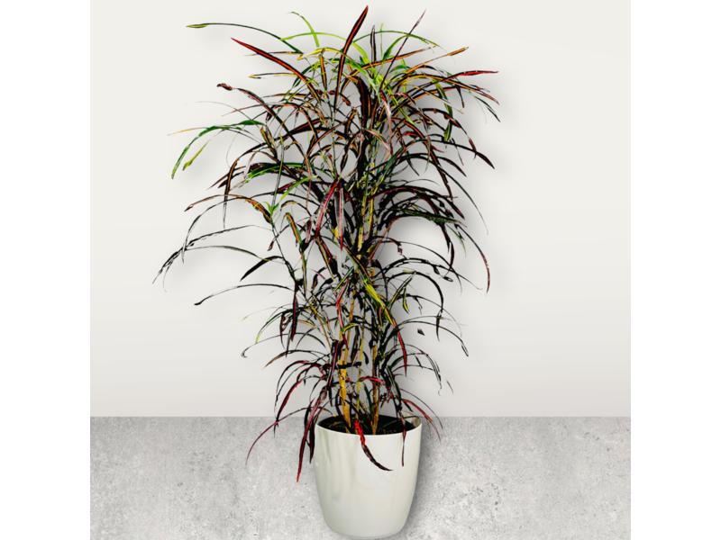 product image for Croton Laurence Rainbow 25cm