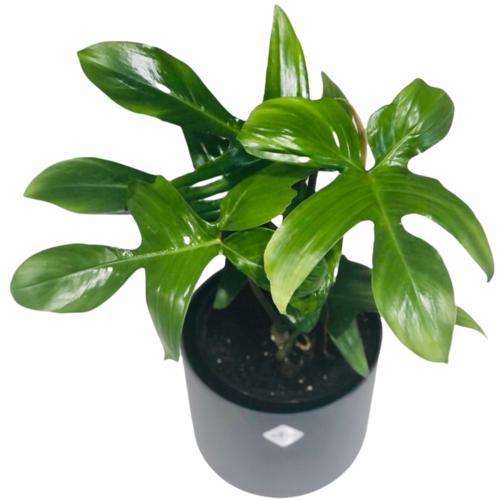 image of Philodendron Florida 1.3lt