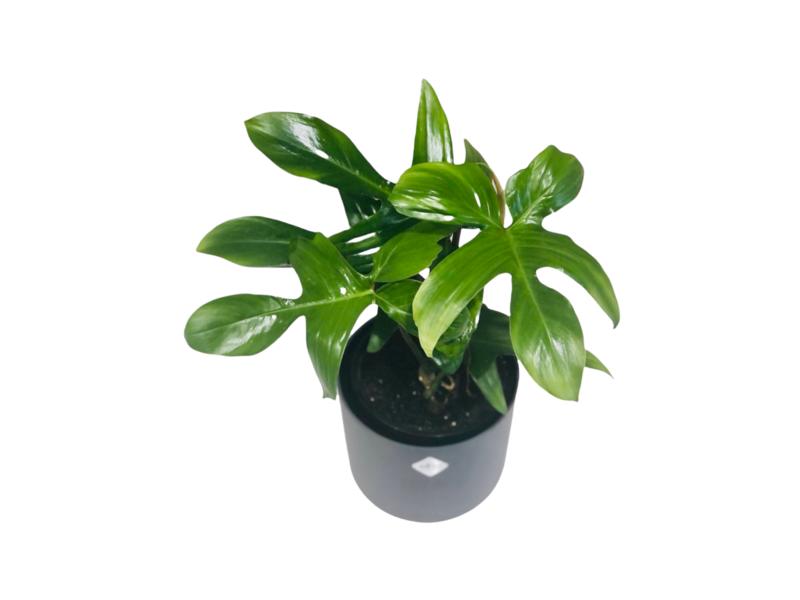 product image for Philodendron Florida 1.3lt