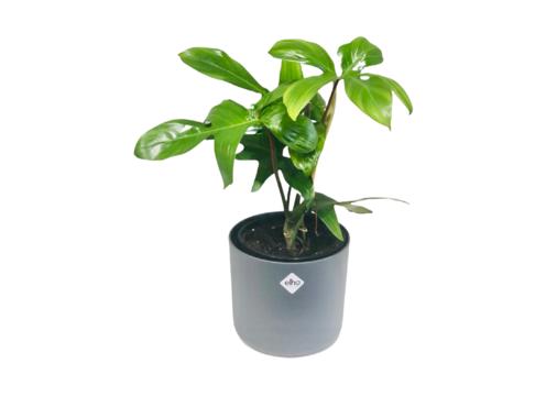 gallery image of Philodendron Florida 1.3lt