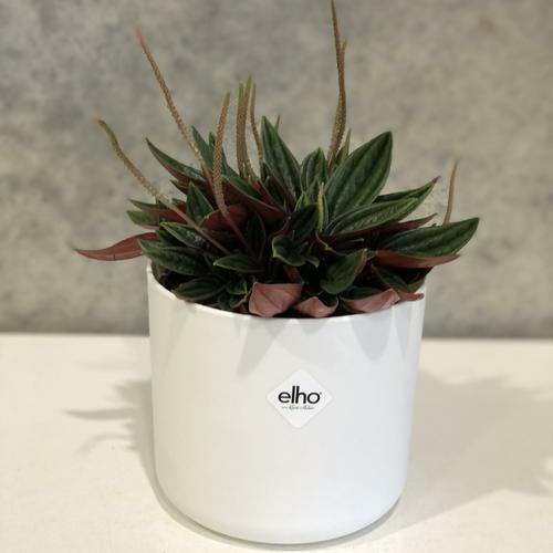 image of Peperomia Rosso 12cm