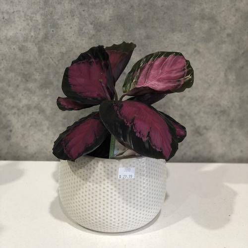 image of Calathea Purple Rose 14cm