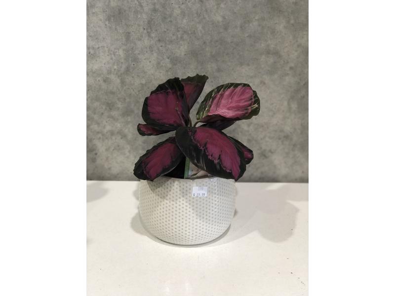 product image for Calathea Purple Rose 14cm