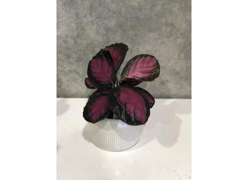 gallery image of Calathea Purple Rose 14cm