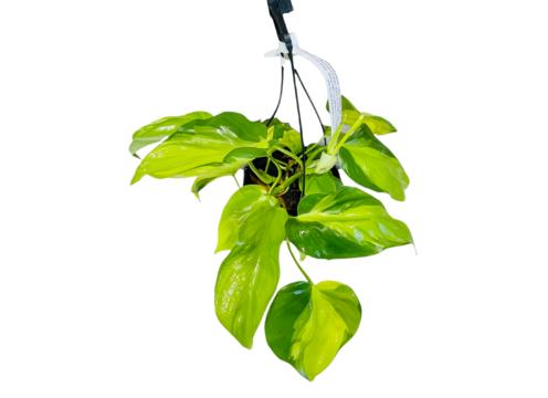 gallery image of Philodendron Brazil Basket