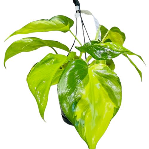 image of Philodendron Brazil Basket