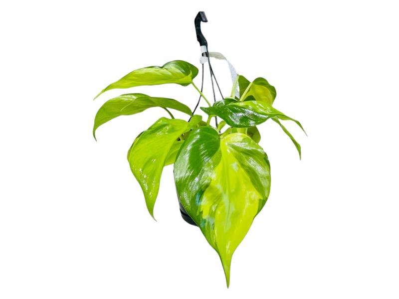 product image for Philodendron Brazil Basket