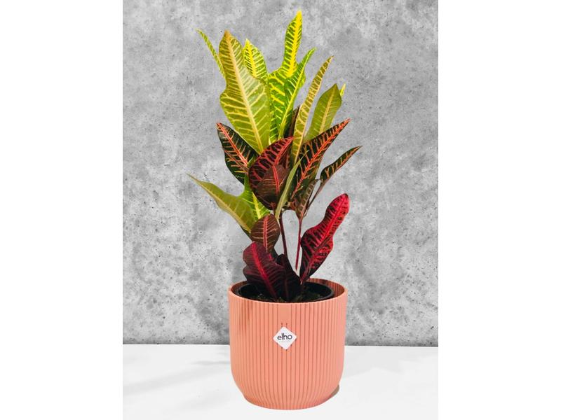 product image for Croton Rhondas red 14cm