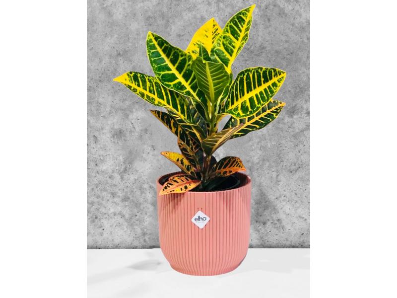product image for Croton Petra 14cm