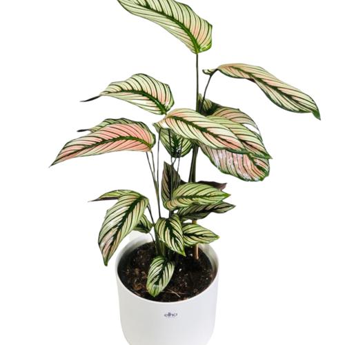image of Calathea Whitestar 14cm SOLD OUT