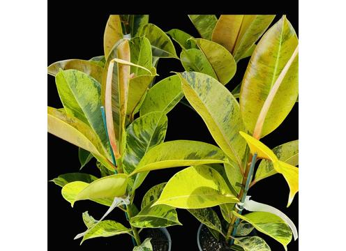 gallery image of Ficus Shivereana