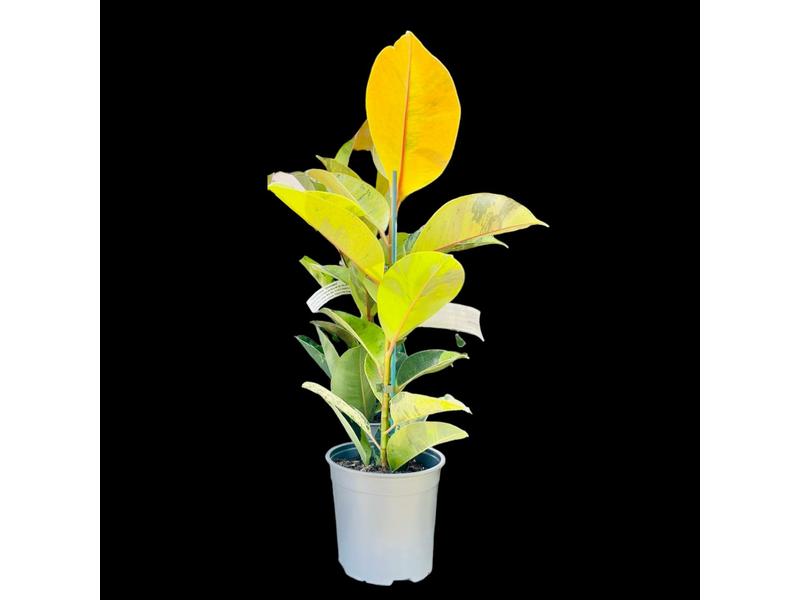 product image for Ficus Shivereana