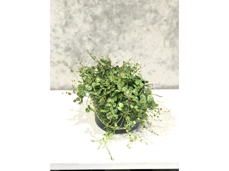 product image for String of Turtles 12cm  ( Peperomia Prostrata )
