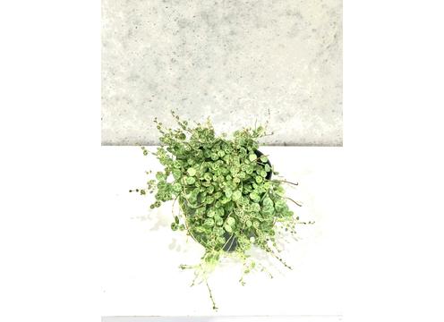 gallery image of String of Turtles 12cm  ( Peperomia Prostrata )