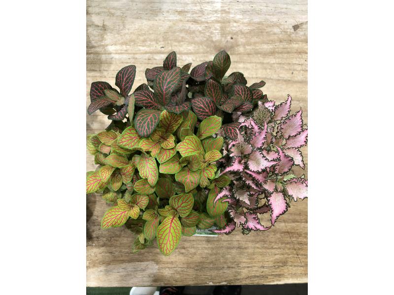 product image for Triple planted Fittonia 14cm
