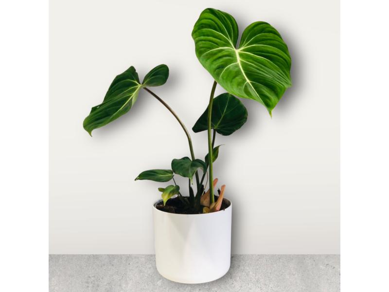 product image for Philodendron Gloriosum 17cm